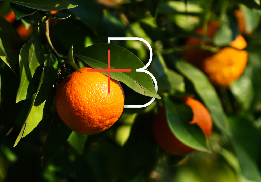 We Are Branch: Learning To Love Orange